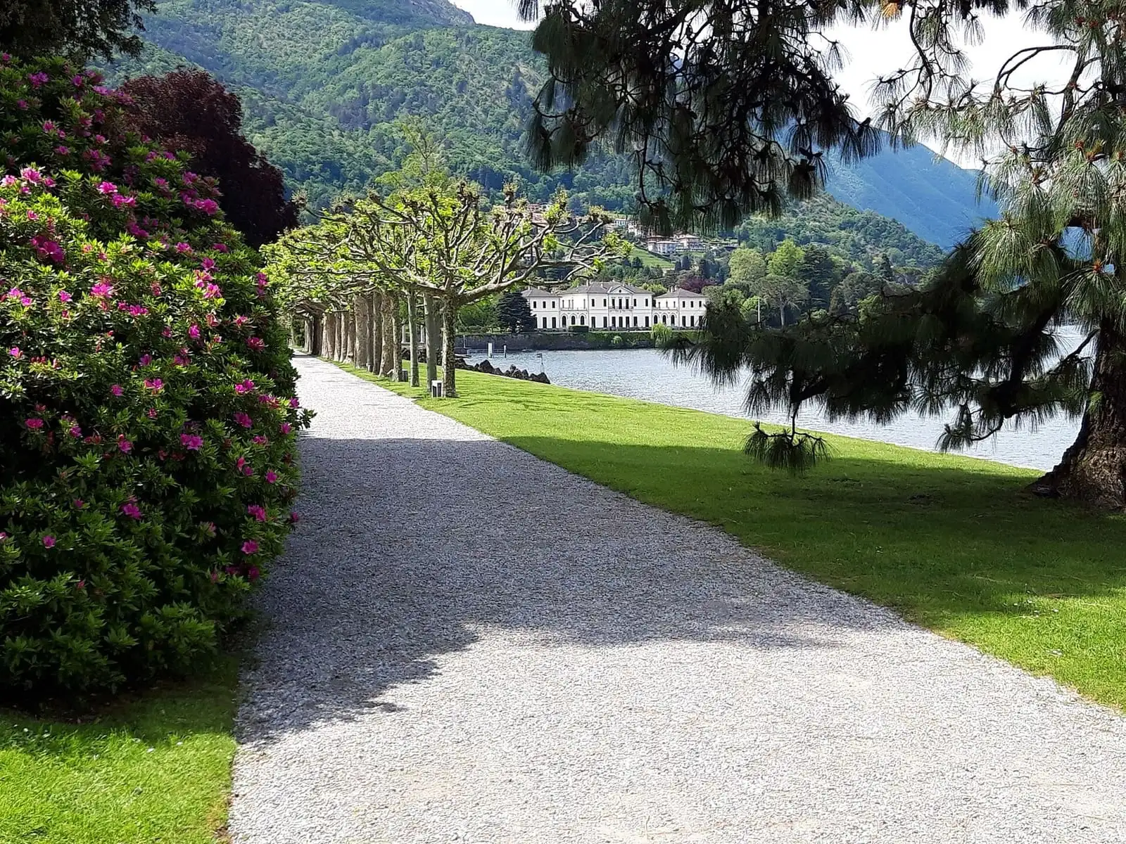 Gravel path through the Villa Melzi gardens in Bellagio, with azaleas, plane trees and the white villa on the lakeshore